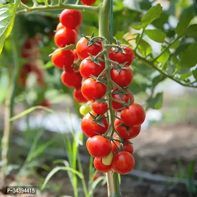 Organic Red Cherry Tomato Winter Vegetable Seeds Pack Of  50-thumb2