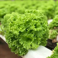 Hybrid Green Lettuce Winter Vegetable Seeds Pack Of 100-thumb1