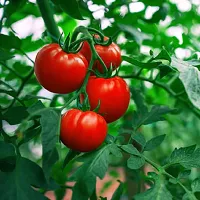 Hybrid Red Tomato  Winter Vegetable Seeds Pack Of 50-thumb1