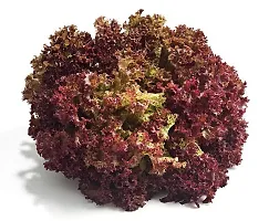 Organic Red Lettuce Winter Vegetable Seeds Pack Of  50-thumb1