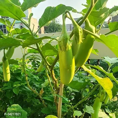 Green long  Brinjal Winter Vegetable Seeds Pack Of 50