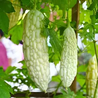 Hybrid White Karela (Bittergourd) Winter Vegetable Seeds Pack Of 15-thumb1