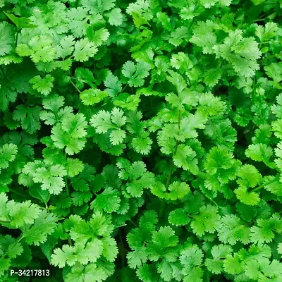 Coriander (Dhana, Dhaniya) Winter Vegetable Seeds Pack Of 100