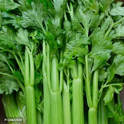 Hybrid Celery (Ajmoda) Winter Vegetable Seeds Pack Of 100-thumb0