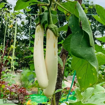 Hybrid White Long Brinjal Winter Vegetable Seeds Pack Of 50-thumb0