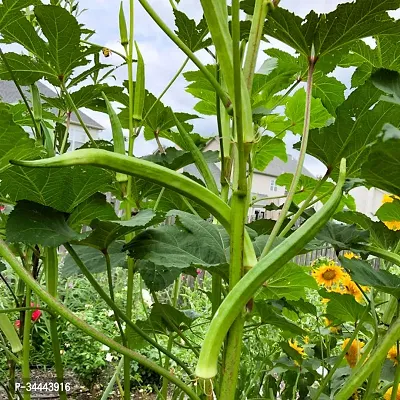 Hybrid Bhindi, Okra, Ladyfinger Winter Vegetable Seeds Pack Of 25-thumb0