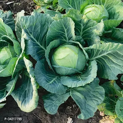 Cabbage Winter Vegetable Seeds Pack Of 50-thumb2