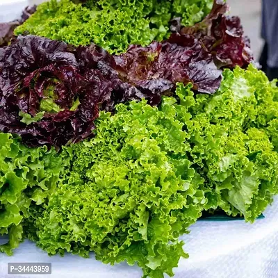 Hybrid Green Lettuce Winter Vegetable Seeds Pack Of 100-thumb0