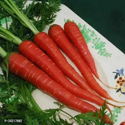 Red Carrot (Gajar) Winter Vegetable Seeds Pack Of 50-thumb2