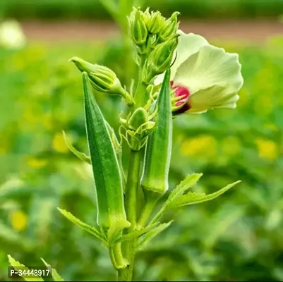 Hybrid Bhindi, Okra, Ladyfinger Winter Vegetable Seeds Pack Of 50-thumb0