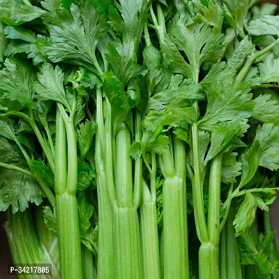 Celery (Ajmoda) Winter Vegetable Seeds Pack Of 100-thumb0