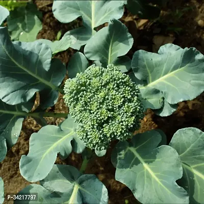 Broccoli Winter Vegetable Seeds Pack Of 100