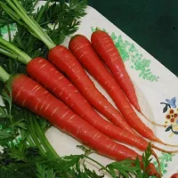 Hybrid Red Carrot (Gajar) Winter Vegetable Seeds Pack Of 50-thumb1