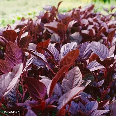 Hybrid Amaranthus Red (Cholai Saag) Winter Vegetable Seeds Pack Of 500-thumb0