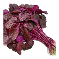 Hybrid Amaranthus Red (Cholai Saag) Winter Vegetable Seeds Pack Of 500-thumb1