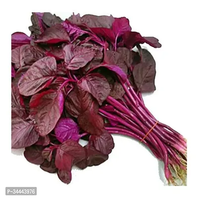 Hybrid Amaranthus Red (Cholai Saag) Winter Vegetable Seeds Pack Of 500-thumb2