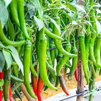 Hybrid Green Chilli Winter Vegetable Seeds Pack Of 50-thumb1