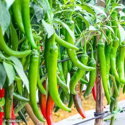 Hybrid Green Chilli Winter Vegetable Seeds Pack Of 50-thumb2