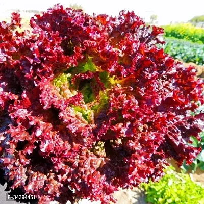 Organic Red Lettuce Winter Vegetable Seeds Pack Of  50-thumb0