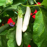 Hybrid White Long Brinjal Winter Vegetable Seeds Pack Of 50-thumb1