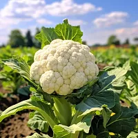 Cauliflower (Ful Ghobi) Winter Vegetable Seeds Pack Of 100-thumb1