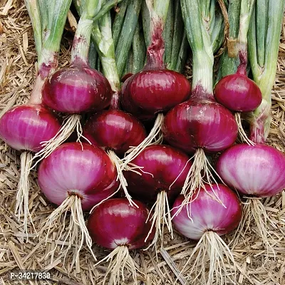 Red Onion (Kanda) Winter Vegetable Seeds Pack Of 500-thumb0