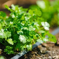 Coriander (Dhana, Dhaniya) Winter Vegetable Seeds Pack Of 100-thumb1