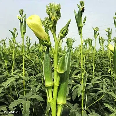 Hybrid Bhindi, Okra, Ladyfinger Winter Vegetable Seeds Pack Of 25-thumb2