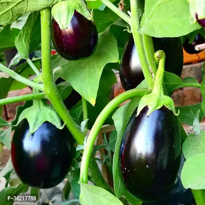 Black Brinjal  Winter Vegetable Seeds Pack Of 100-thumb0