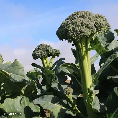 Broccoli Winter Vegetable Seeds Pack Of 100-thumb2