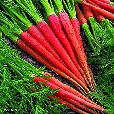 Hybrid Red Carrot (Gajar) Winter Vegetable Seeds Pack Of 50-thumb0