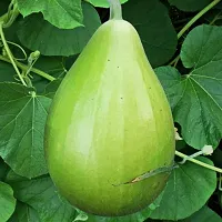 Round Bottlegourd (Lauki) Winter Vegetable Seeds Pack Of 20-thumb1