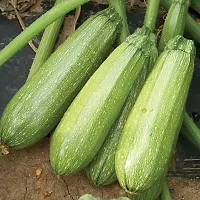 Zucchini Light Green Squash Winter Vegetable Seeds Pack Of 10-thumb1