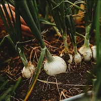 Hybrid White Onion (Kanda) Winter Vegetable Seeds Pack Of 500-thumb1