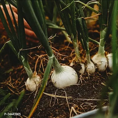 Hybrid White Onion (Kanda) Winter Vegetable Seeds Pack Of 500-thumb2