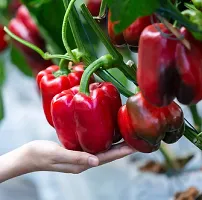 Red Capsicum Winter Vegetable Seeds Pack Of 50-thumb1