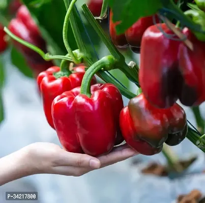 Red Capsicum Winter Vegetable Seeds Pack Of 50-thumb2