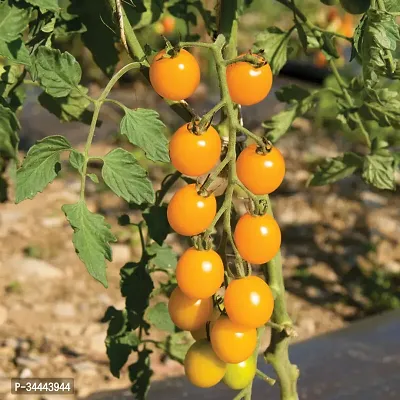 Hybrid Yellow Cherry Tomato Winter Vegetable Seeds Pack Of 50-thumb2