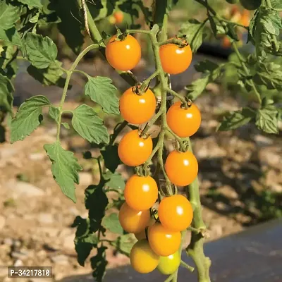 Yellow Cherry Tomato Winter Vegetable Seeds Pack Of 50-thumb2