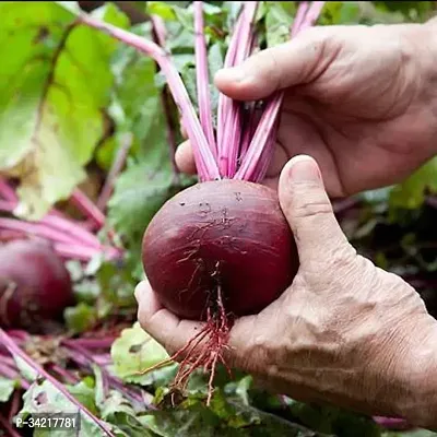 Beetroot (Blood Turnip) Winter Vegetable Seeds Pack Of 50-thumb2