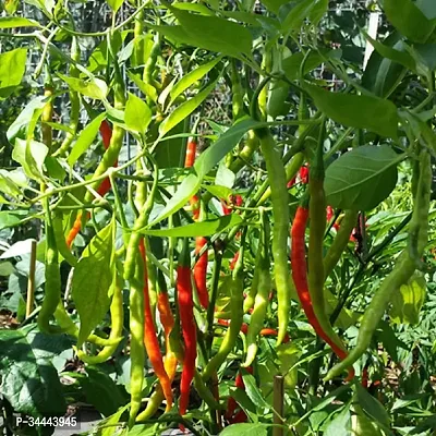 Hybrid Green Chilli Winter Vegetable Seeds Pack Of 50