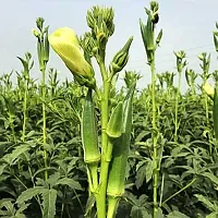 Bhindi, Okra, Ladyfinger Winter Vegetable Seeds Pack Of 25-thumb1