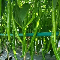 Hybrid Long Chilli Winter Vegetable Seeds Pack Of 50-thumb1