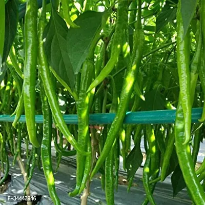 Hybrid Long Chilli Winter Vegetable Seeds Pack Of 50-thumb2