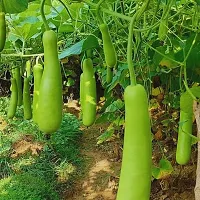 Organic Bottlegourd (Lauki) Winter Vegetable Seeds Pack Of  15-thumb1