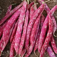 Hybrid Red Beans Sutra (Cranberry Beans) Winter Vegetable Seeds Pack Of 15-thumb1