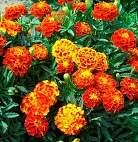 JIGNISHA SEEDS Marigold Flower Seeds Pack - 4 Types of Flower Seeds-thumb3