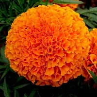 JIGNISHA SEEDS Marigold Flower Seeds Pack - 4 Types of Flower Seeds-thumb1