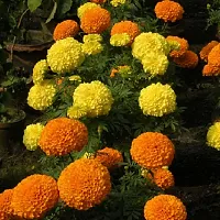 JIGNISHA SEEDS Marigold Flower Seeds Pack - 4 Types of Flower Seeds-thumb2