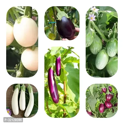 Brinjal Hybrid Vegetable Seeds Pack of 6 Type of Brinjal Seeds